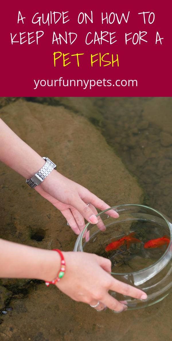 A Guide on How to Keep and Care for A Pet Fish Your Funny Pets