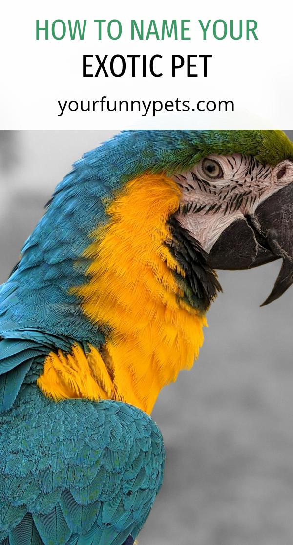 How to Name Your Exotic Pet - Your Funny Pets