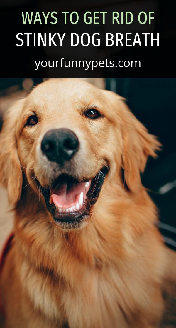 Ways to Get Rid of Stinky Dog Breath Your Funny Pets
