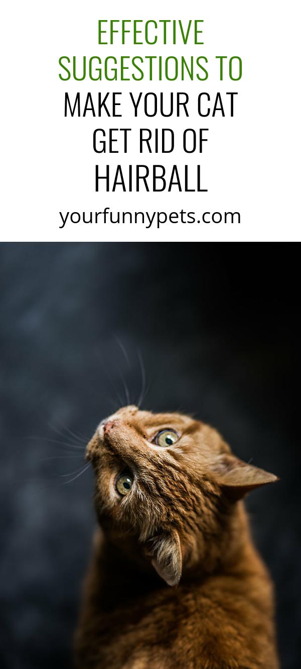 Effective Suggestions To Make Your Cat Get Rid of Hairball Your Funny