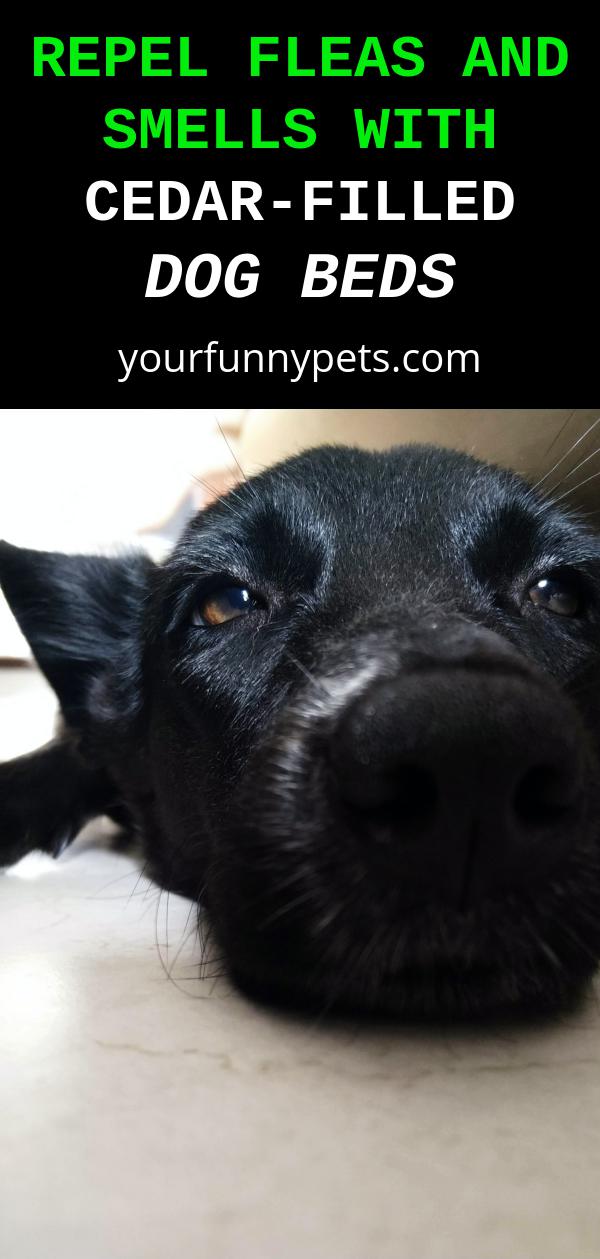 Repel Fleas And Smells with CedarFilled Dog Beds Your Funny Pets